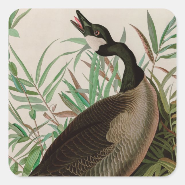 Kanada Gänse Vögel Amerika Audubon Print Quadratischer Aufkleber (Vorderseite)