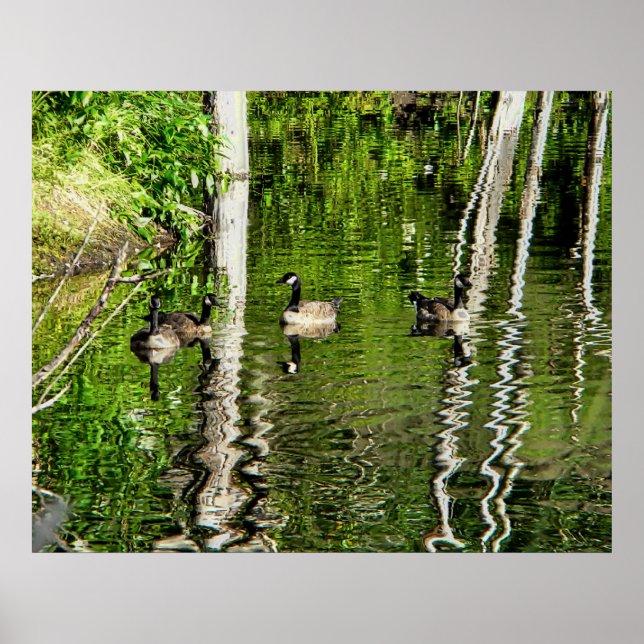 (Kanada) Gänsegrün Poster (Vorne)