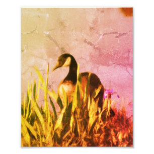Kanada Gänseische Ire Störende Natur Art 8x10 Fotodruck