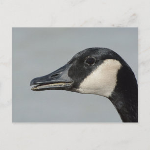 Kanada Gänseportrait Postkarte
