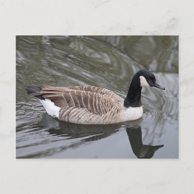 Kanada Gänseschwimmen auf dem Kanal Postcard Postkarte (Vorderseite)