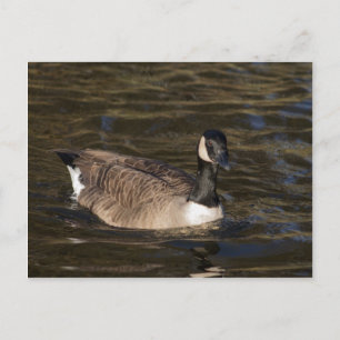 Kanada Gänseschwimmen auf der Wasserpostkarte Postkarte