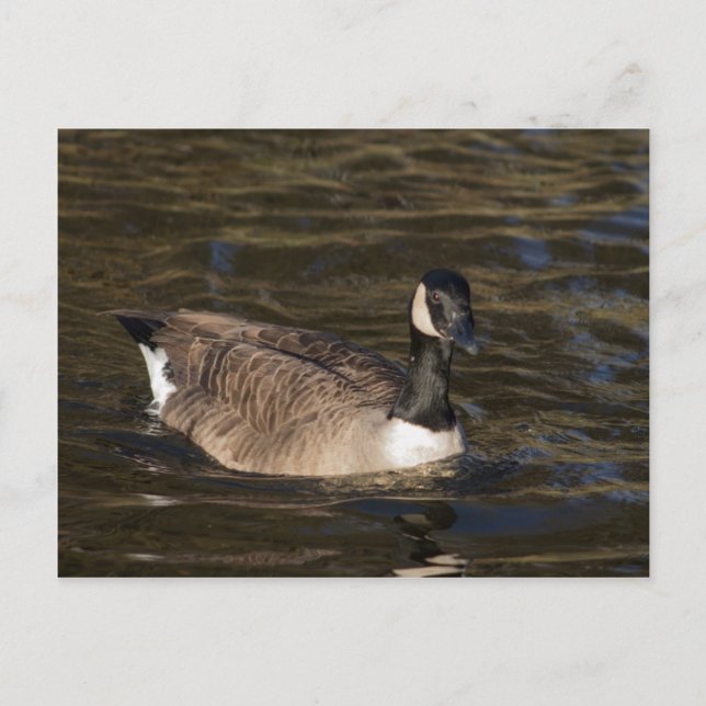 Kanada Gänseschwimmen auf der Wasserpostkarte Postkarte (Vorderseite)