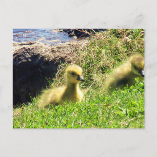 Kanada Geese Goslings Exploration Environment Postkarte