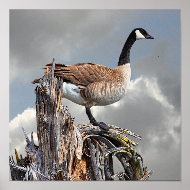 KANADA GOOSE 2 POSTER (Vorne)