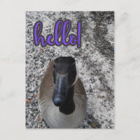 Kanada Goose Hallo