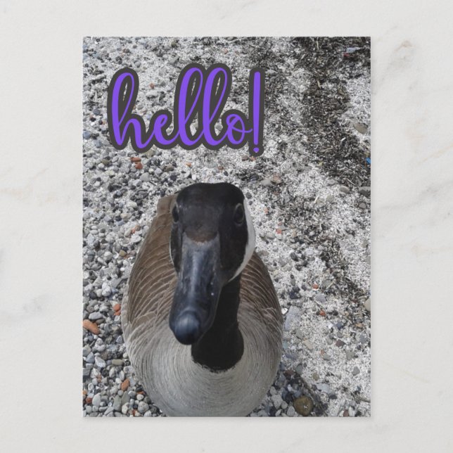 Kanada Goose Hallo Postkarte (Vorderseite)