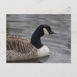 Kanada Goose Postkarte