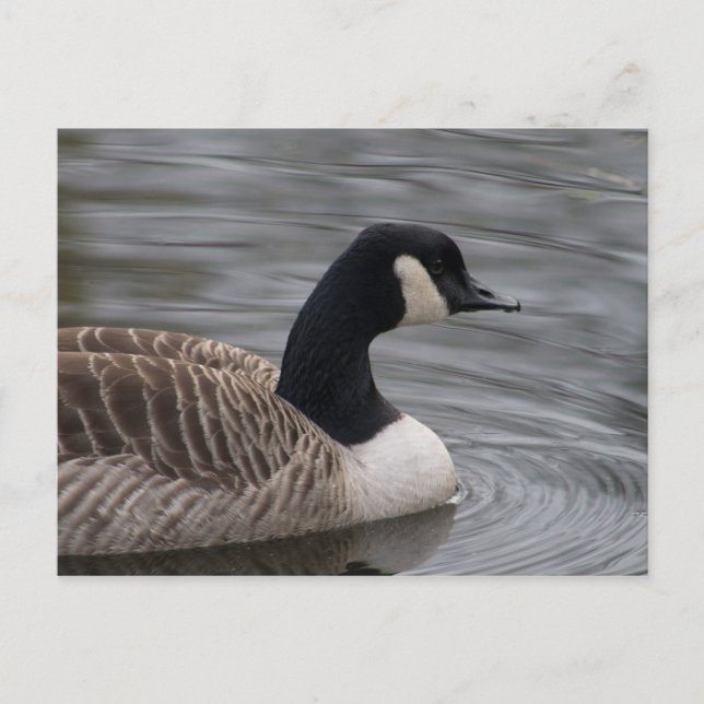 Kanada Goose Postkarte (Vorderseite)
