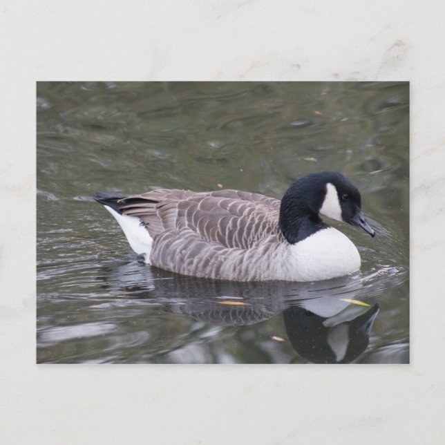 Kanada Goose Postkarte (Vorderseite)