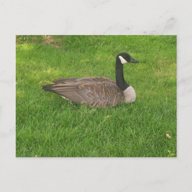 Kanada Goose Postkarte (Vorderseite)