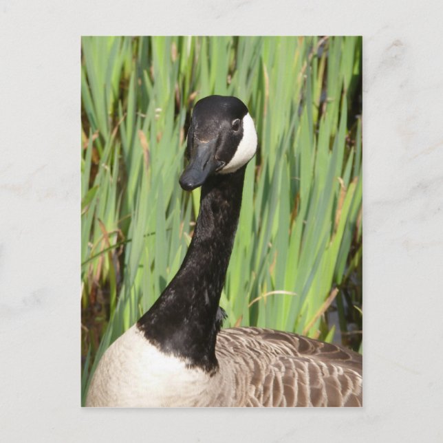 Kanada Goose Postkarte (Vorderseite)