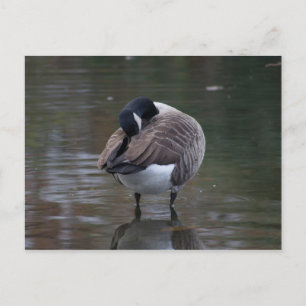Kanada Goose Postkarte