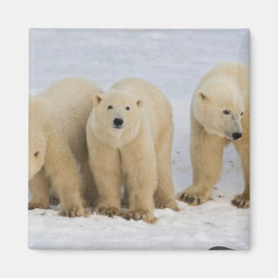 Kanada, Hudson Bay. Eisbär-Mutter mit zwei Magnet