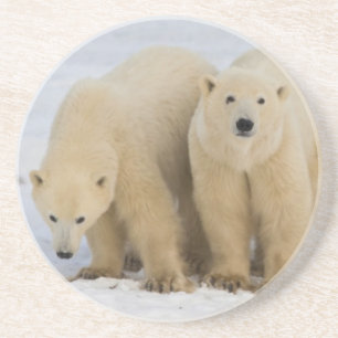 Kanada, Hudson Bay. Eisbär-Mutter mit zwei Sandstein Untersetzer