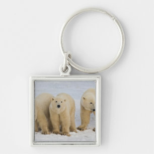 Kanada, Hudson Bay. Eisbär-Mutter mit zwei Schlüsselanhänger