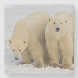 Kanada, Hudson Bay. Eisbär-Mutter mit zwei Steinuntersetzer