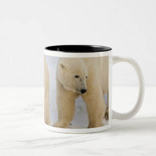 Kanada, Hudson Bay. Eisbär-Mutter mit zwei Zweifarbige Tasse