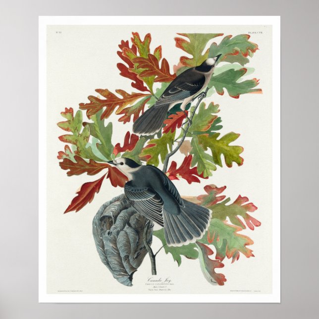 Kanada Jay von Audubon Poster (Vorne)