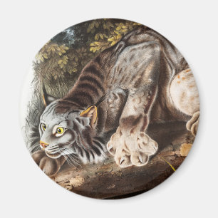 Kanada-Luchs (Lynx Canadensis) Illustration Magnet