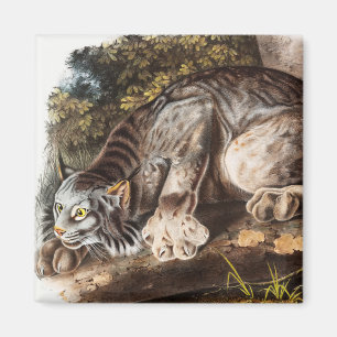 Kanada-Luchs (Lynx Canadensis) Illustration Magnet