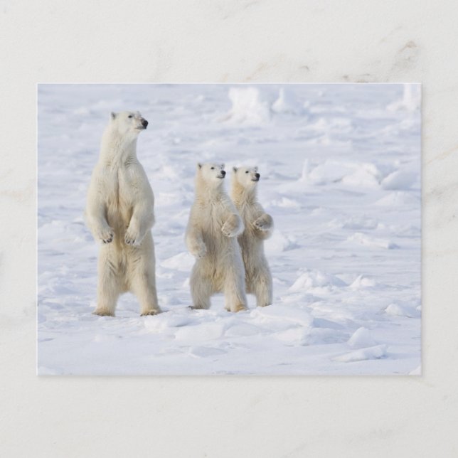 Kanada, Manitoba, Churchill. 5 Postkarte (Vorderseite)