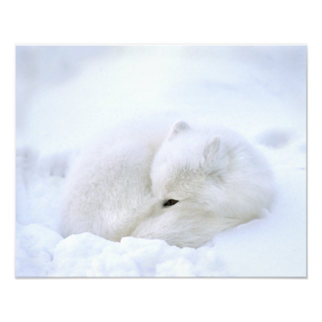 Kanada, Manitoba, Churchill. Arktische Fox Fotodruck (Vorne)