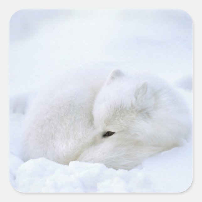 Kanada, Manitoba, Churchill. Arktische Fox Quadratischer Aufkleber (Vorderseite)