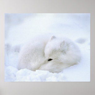 Kanada, Manitoba, Churchill. Polarfuchs Poster