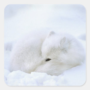 Kanada, Manitoba, Churchill. Polarfuchs Quadratischer Aufkleber