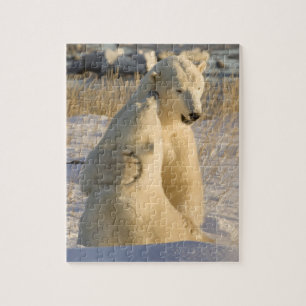 Kanada, Manitoba, Hudson Bay, Churchill.