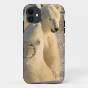 Kanada, Manitoba, Hudson Bay, Churchill. title_seo2