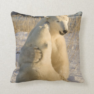 Kanada, Manitoba, Hudson Bay, Churchill. Kissen