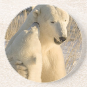 Kanada, Manitoba, Hudson Bay, Churchill. Sandstein Untersetzer