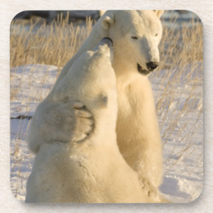 Kanada, Manitoba, Hudson Bay, Churchill. Untersetzer