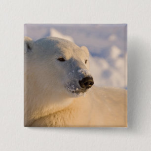 Kanada, Manitoba, Hudson Bay Eisbär Button