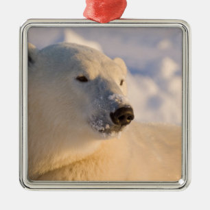 Kanada, Manitoba, Hudson Bay   Eisbär Ornament Aus Metall
