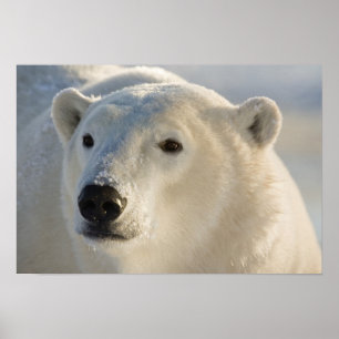 Kanada, Manitoba, Hudson Bay Eisbär Poster
