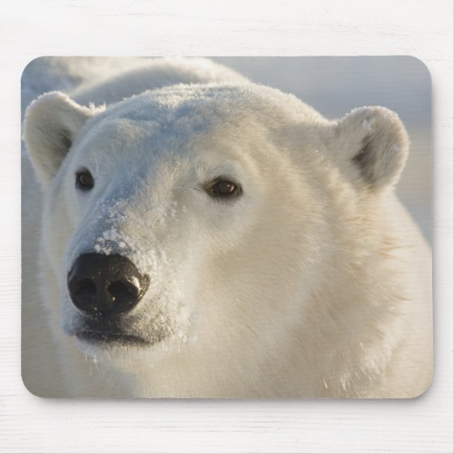 Kanada, Manitoba, Hudson Bay | Polar Bear Mousepad (Vorne)