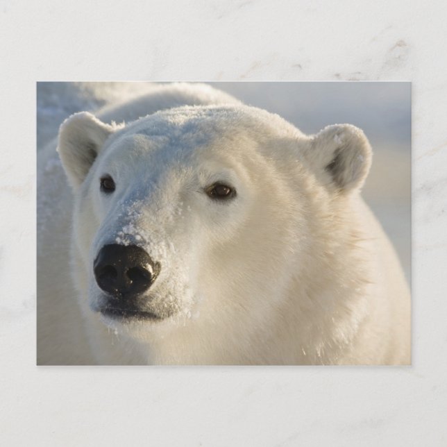 Kanada, Manitoba, Hudson Bay | Polar Bear Postkarte (Vorderseite)