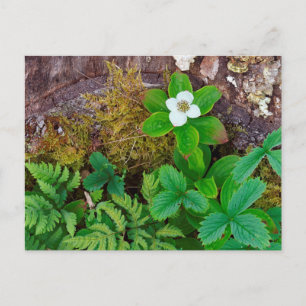 Kanada, New Brunswick, , 2 Postkarte