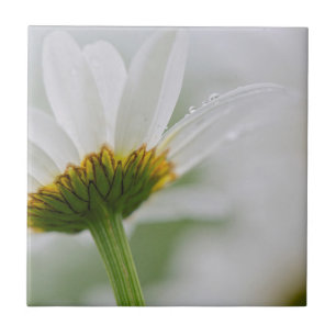 Kanada, New Brunswick, Fliese