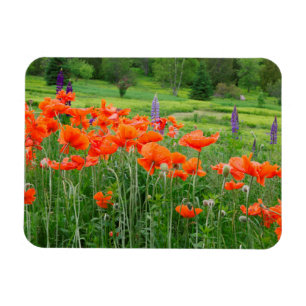 Kanada, New Brunswick, . Landscape Magnet