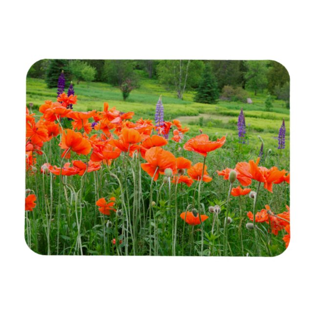 Kanada, New Brunswick, . Landscape Magnet (Horizontal)