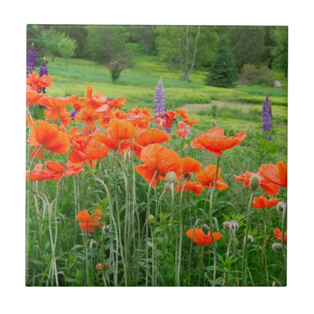 Kanada, New Brunswick,Landschaft Fliese (Vorderseite)