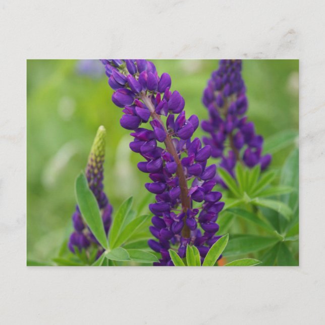 Kanada, New Brunswick, Postkarte (Vorderseite)