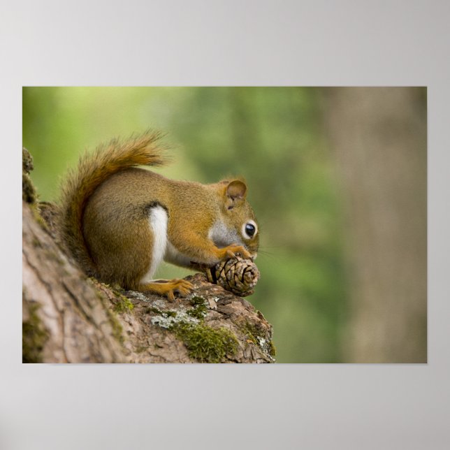 Kanada, Nova Scotia, Halifax. Öffentliche Gärten, Poster (Vorne)