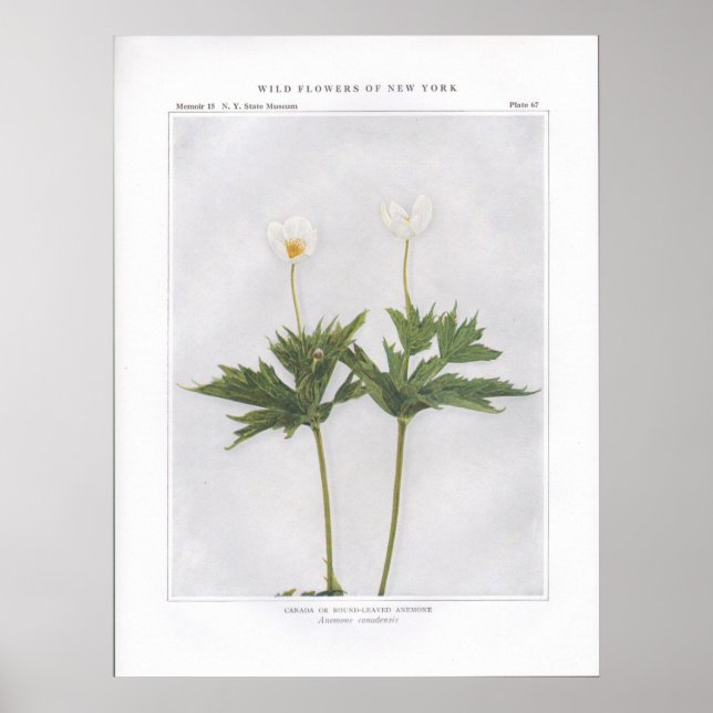 Kanada oder Rund-Leaved-Anemon Poster (Vorne)