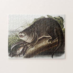 Kanada-Otter (Lutra Canadensis) Illustration