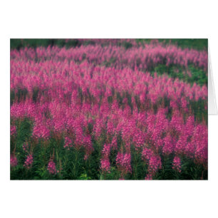 Kanada, Quebec, Gaspe. Lila Lythrum-Blume,